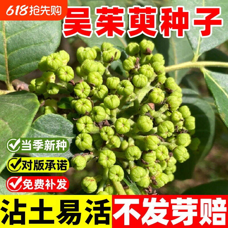 吴茱萸种子正宗药材籽吴萸茶辣漆辣子四季种植多年生经济林木种籽