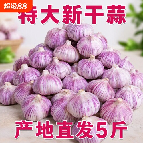 山东金乡新干蒜135斤批发大蒜紫皮大蒜白皮大蒜头包邮自提新鲜