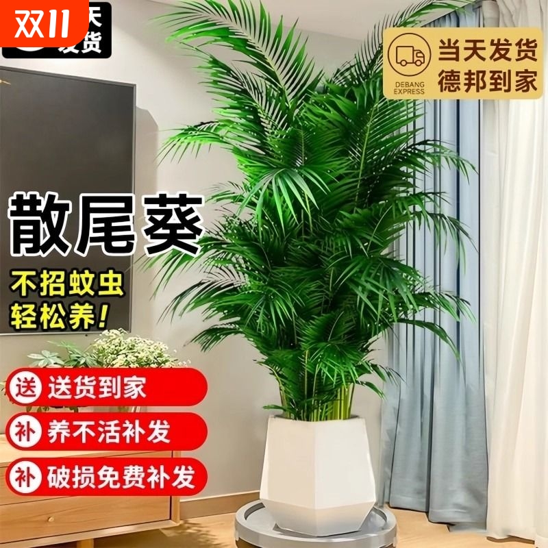 散尾葵植物盆栽客厅室内大型绿植办公室落地大号富贵椰子好养易活