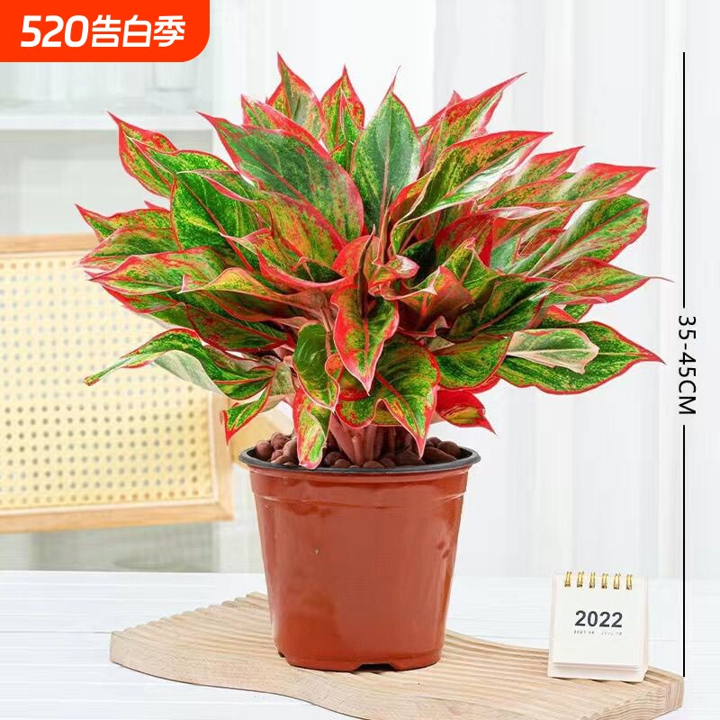 万年红盆栽花卉植物如意皇后观叶绿植四季室内好养