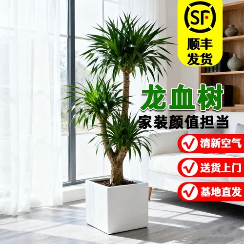 高级感龙血树除甲醛旺宅好养