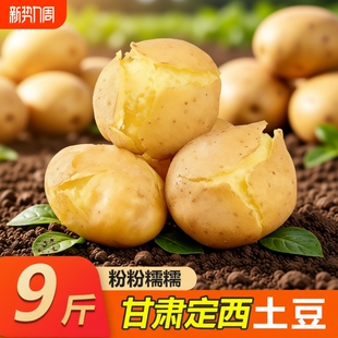 2025甘肃沙面土豆9斤5斤新鲜定西土豆面洋芋蔬菜黄心菜马铃薯发芽