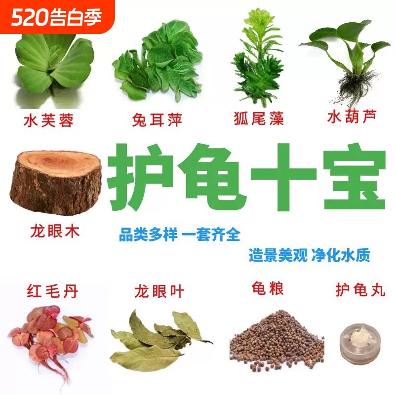 乌龟缸晒台造景装饰龙眼木龟缸水植增氧调节水质水草套餐净水淡水