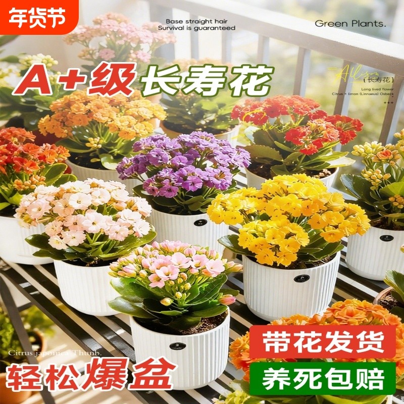 长寿花盆栽重瓣开花花苗四季金狐狸带花苞好养活花卉植物阳台客厅