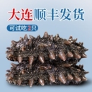 海参即食辽参官方旗舰店500g鲜活海生刺参单个装 大连顺丰发货