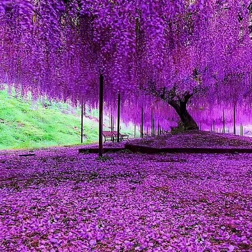 紫藤花四季盆栽花苗|217人收藏