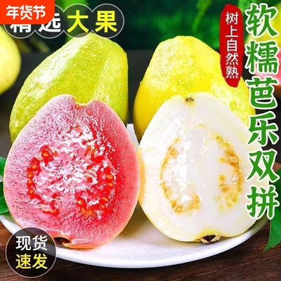 福建软糯软心芭乐5斤水果漳州当季奶油番石榴新鲜巴乐果整箱脆甜