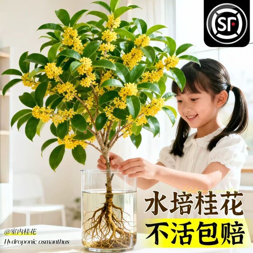 水培四季桂花树苗带花苞盆栽客厅室内植物阳台花卉办公室绿植开花