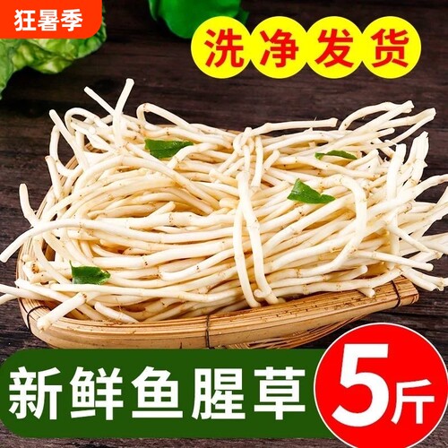 鱼腥草新鲜折耳根侧耳根嫩根农家自种凉拌泡茶蔬菜泡沫箱冰袋发货