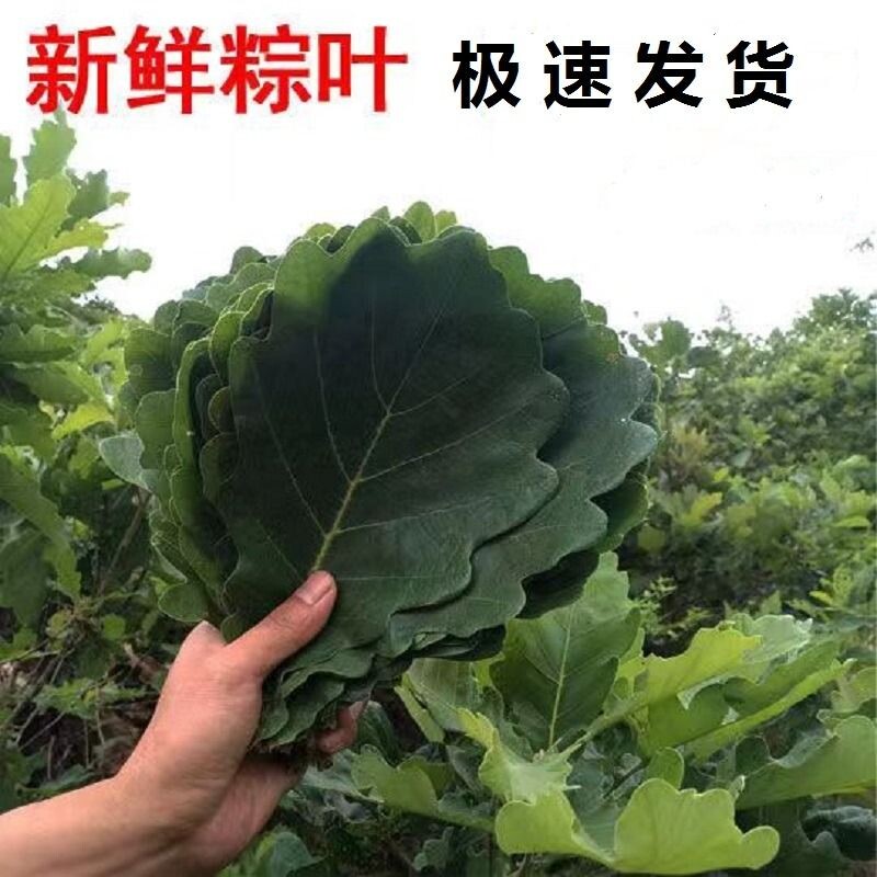 新鲜粽叶桲椤叶野生大槲叶新鲜包粽子胡叶玻璃菠萝叶饼现摘食用