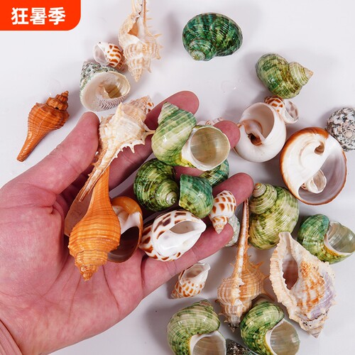 寄居蟹替换壳天然海螺壳造景