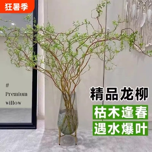 龙柳鲜雪柳干支客厅马醉木水培富贵竹绿植物花卉室内盆栽好养开花