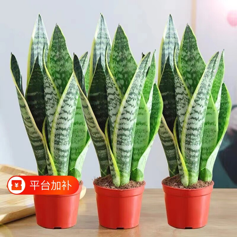 金边虎皮兰绿植盆栽水培室内多肉植物花卉客厅大型盆景虎尾兰耐阴