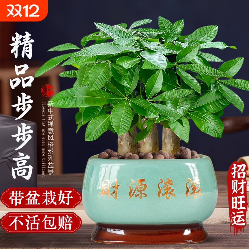 发财树小盆栽客厅盆景办公室内桌面旺宅绿植开业送礼四季常青好养