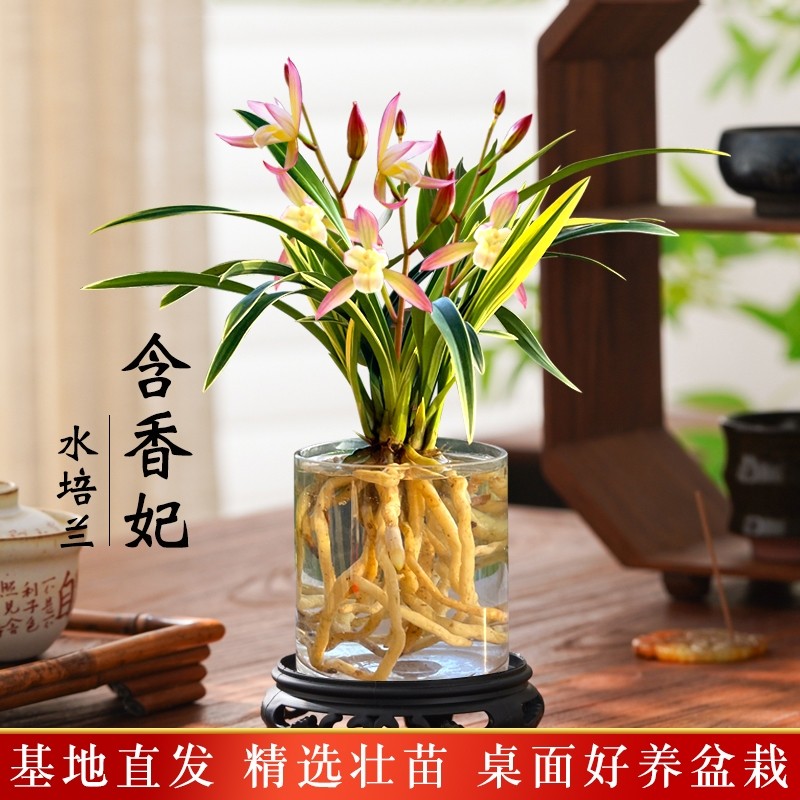 金边水培香水兰花苗四季兰好养室内阳台绿植浓香矮种桌面盆栽花卉