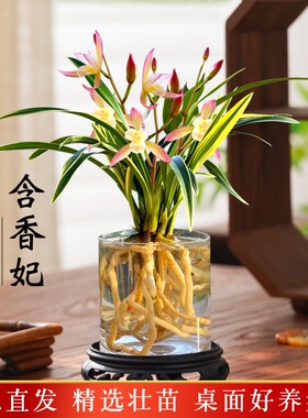 金边水培香水兰花苗四季兰好养室内阳台绿植浓香矮种桌面盆栽花卉