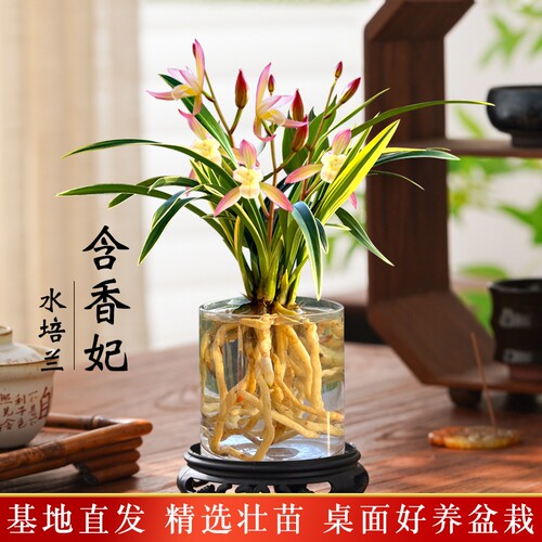 金边水培香水兰花苗四季兰好养室内阳台绿植浓香矮种桌面盆栽花卉