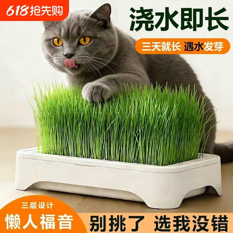 无土水培猫草盆栽种植盒懒人种种子天然小麦化毛球催吐助消化植物