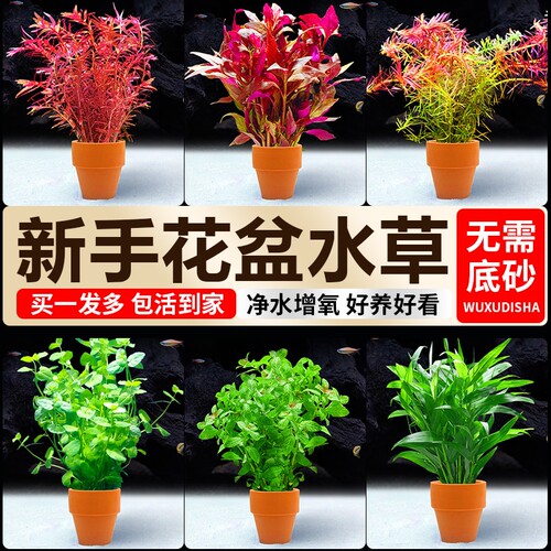 新手小花盆水草鱼缸专用造景植物