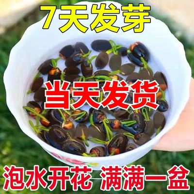 鱼缸水草植物碗莲水培花卉室内花好养四季开花种子籽水养荷花睡莲