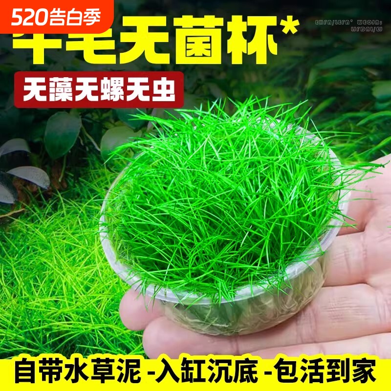 牛毛水草鱼缸专用造景草坪草皮前景草真草阴性植物无菌杯迷你牛毛
