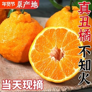 正宗四川不知火丑橘应当季新鲜水果耙丑八怪橘子耙柑桔子整箱包邮
