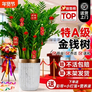 金钱树大型绿植特级盆栽高级感客厅室内绿植开业乔迁送礼净化空气