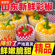 山东新鲜彩椒水果辣椒当季现摘蔬菜红黄绿三拼装不辣可生吃甜椒