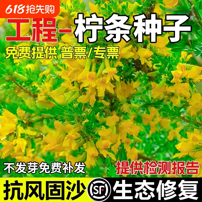 柠条种子抗风沙护坡固土灌木草籽耐寒工程绿化生态修复草种籽种植