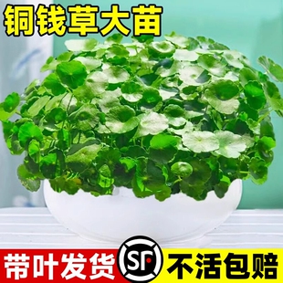 四季铜钱草水培盆栽好养绿植物客厅室内花卉水养金钱草籽大叶花盆