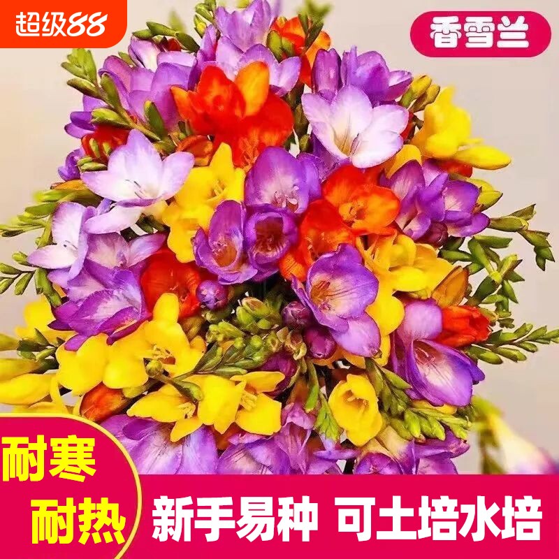 香雪兰种球水培花卉土培盆栽植物图片