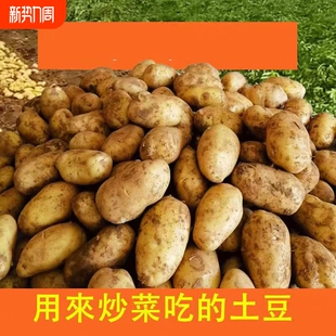 新鲜黄心黄皮土豆贵州今年新土豆新鲜 农家现挖食用 包邮