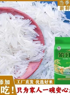 广西象牙米一级大米农家新米长粒香米煲仔饭晚稻丝苗籼米便宜优质