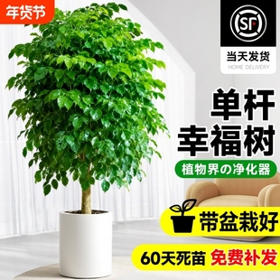 幸福树盆栽客厅大型室内绿植净化空气绿宝除甲醛植物乔迁好养活