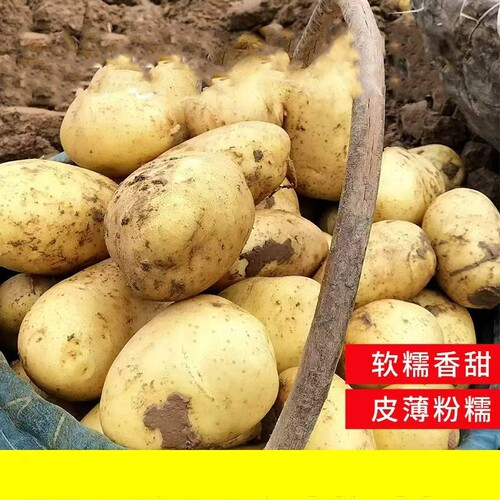 土豆新鲜2026年新货现挖黄新黄皮洋芋5斤包邮蔬菜马铃薯