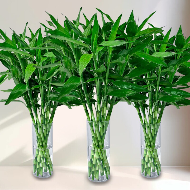富贵转运竹水培植物水养好客厅招财花卉绿萝箩好养绿植盆栽室内花