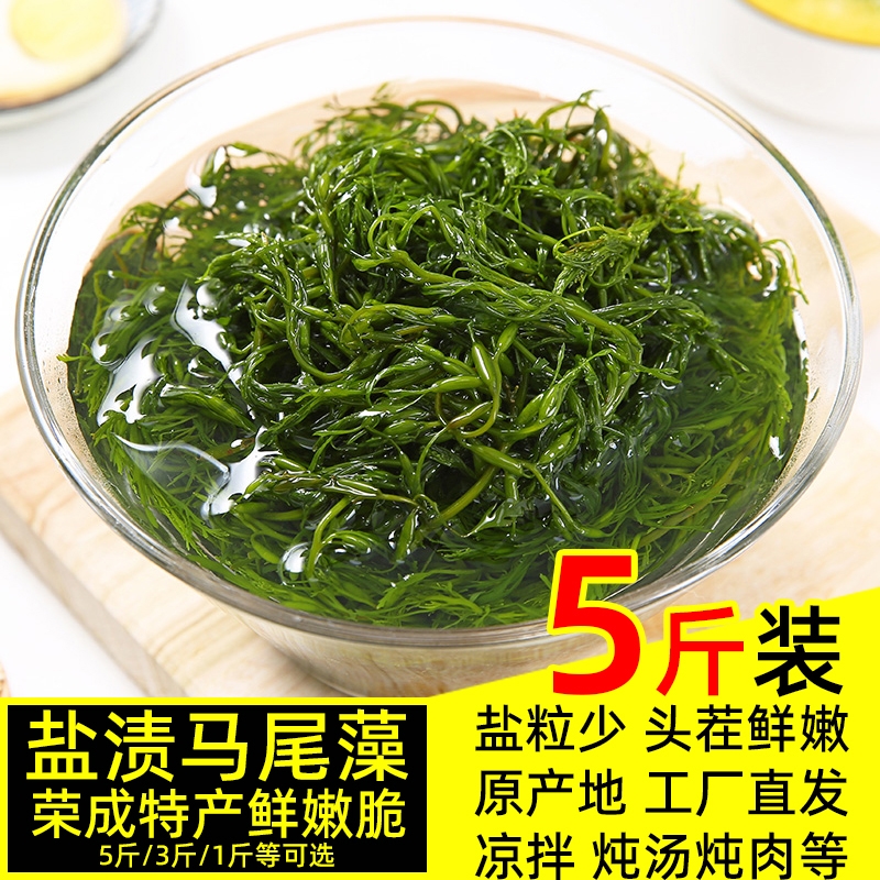 鞭炮笋长寿菜5斤凉拌菜盐渍马尾藻火锅食材麻辣烫火锅食材海草菜