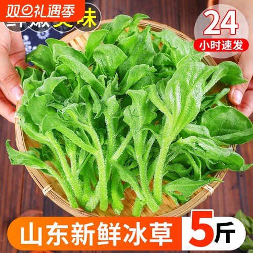 新鲜现摘冰草当季沙拉蔬菜火锅菜