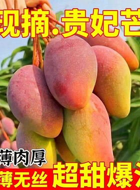 攀枝花正宗贵妃芒果一级新鲜水果应季贵妃芒整箱当季批发现摘自提