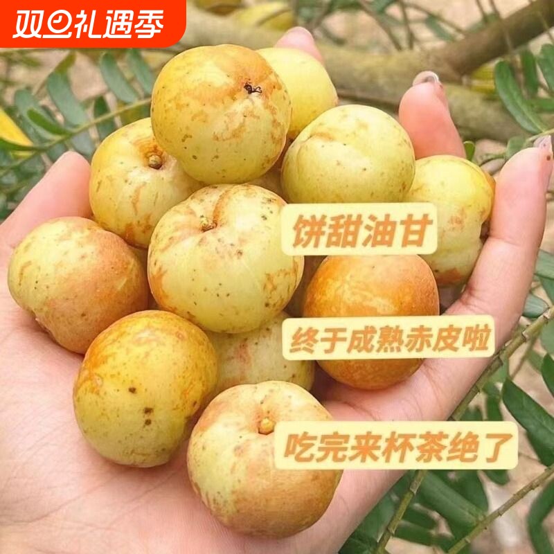 广东潮州高山油柑新鲜甜种余甘孕妇水果当季水果油甘新奇整箱采摘