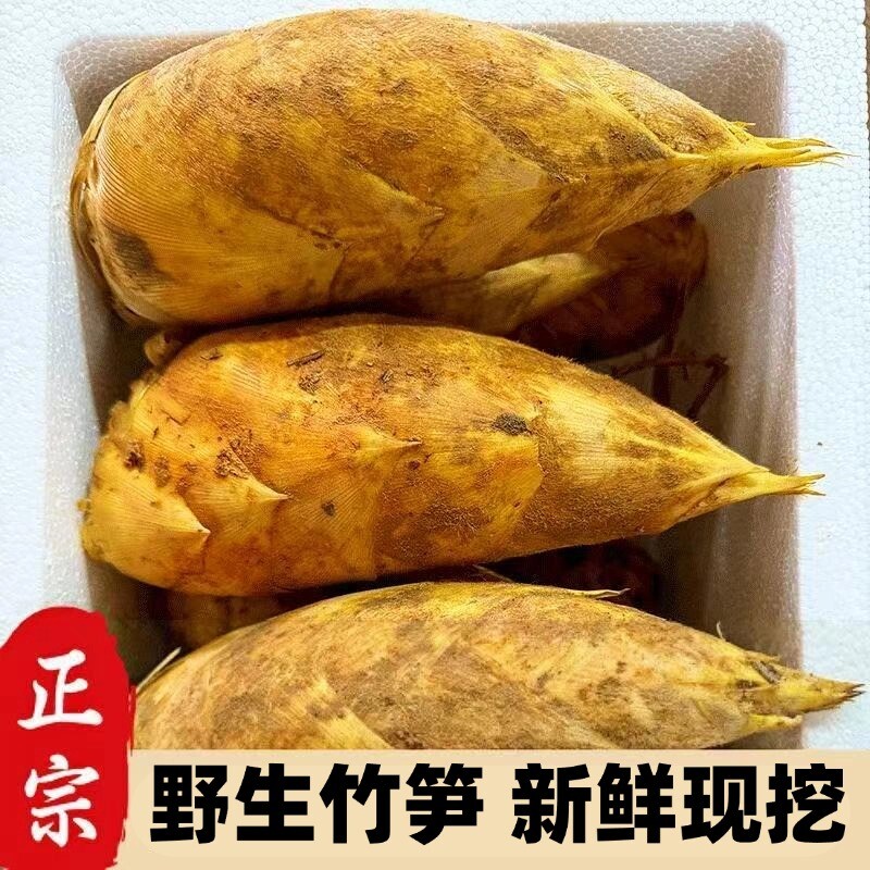 2026新鲜带壳春笋野生土笋现挖野生冬笋去老根发货楠竹笋毛竹笋