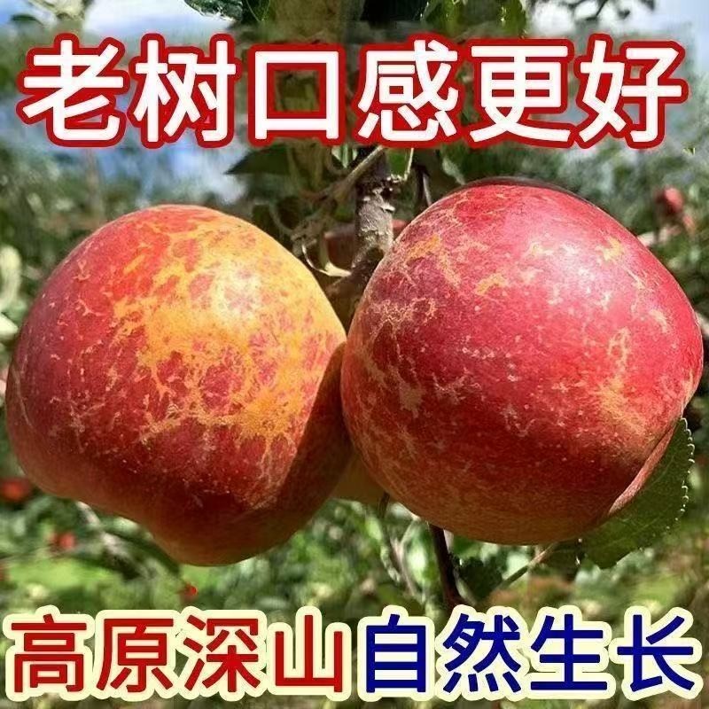 【产地直发】山西运城现摘2025丑苹果红富士天然微冰糖心紧实甜脆