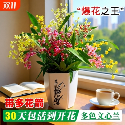 年宵花香水文心兰带花梦香兰花苗可水培室内好养浓香花卉绿植盆栽