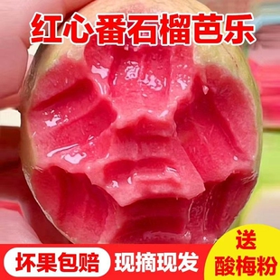 【高端】软糯广西番石榴红心白心软芭乐红心芭乐孕妇水果送酸梅粉