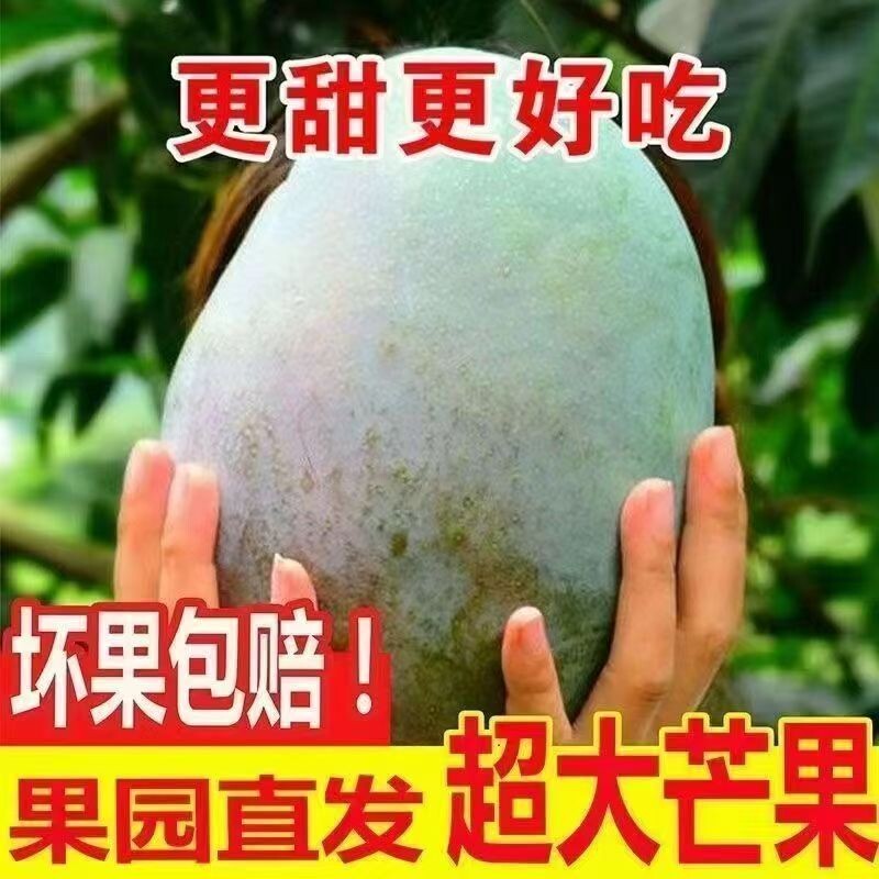 新鲜现摘凯特芒果攀花枝芒果新鲜大芒果超甜大果新鲜水果整箱包邮