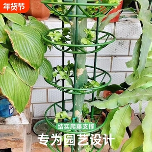 花卉支架蟹爪兰花架开口园艺爬藤架结实支撑架多层花托