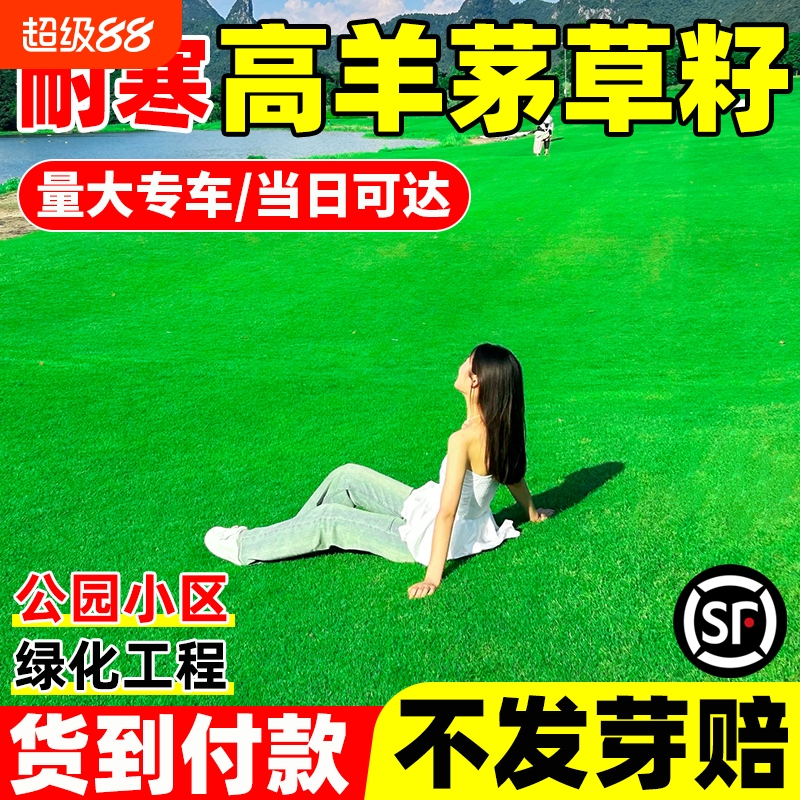 进口高羊茅草籽四季常青绿化草坪种子草皮种籽耐寒庭院早熟禾耐热