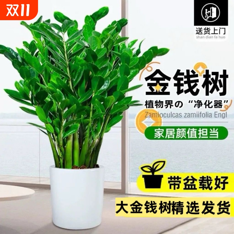 金钱树客厅大型植物盆栽发财树办公室内桌面绿植招财好养乔迁开业