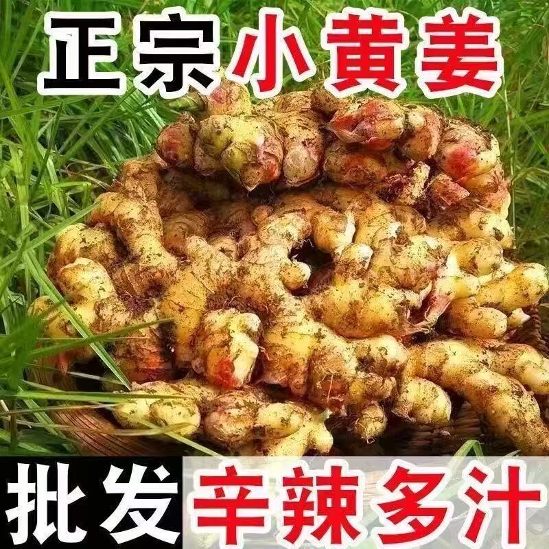 正宗小黄姜新鲜现挖生姜老姜农家自种高山沙姜月子姜土姜食用批发图片