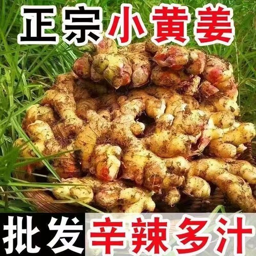 正宗小黄姜新鲜现挖生姜老姜农家自种高山沙姜月子姜土姜食用批发